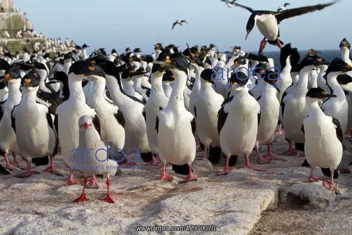 : King Shag / Imperial Shag : King Shag / Imperial Shag