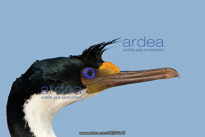 : King Shag / Imperial Shag : King Shag / Imperial Shag