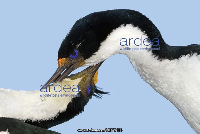 : King Shag / Imperial Shag : King Shag / Imperial Shag