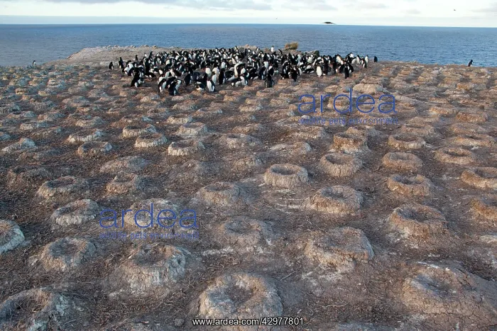 : King Shag / Imperial Shag / Black and White Cormorant : King Shag / Imperial Shag / Black and White Cormorant