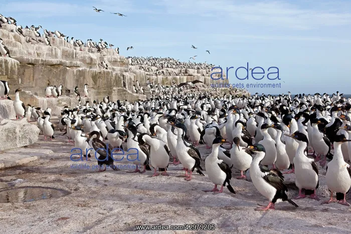 : King Shag / Imperial Shag - colony : King Shag / Imperial Shag - colony