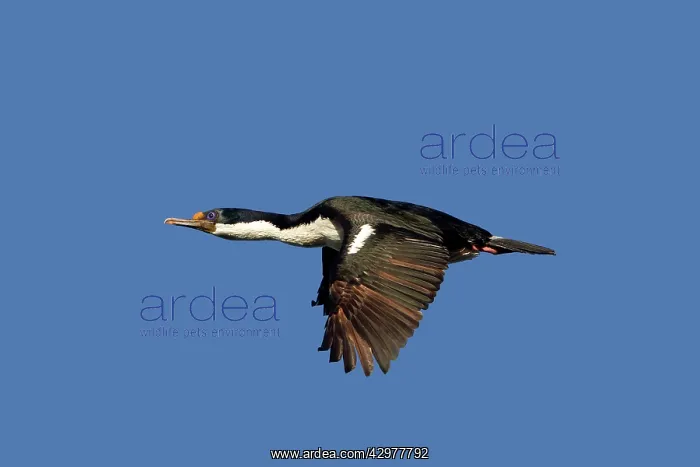 : King Shag / Imperial Shag - in flight : King Shag / Imperial Shag - in flight