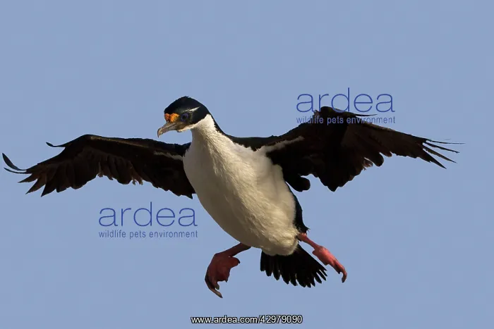 : King Shag / Imperial Shag - in flight : King Shag / Imperial Shag - in flight