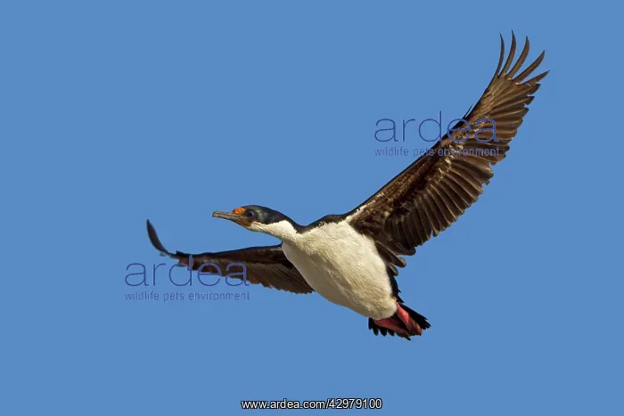  : King Shag  /  Imperial Shag - in flight