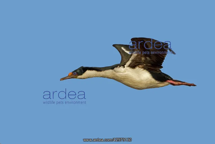 : King Shag / Imperial Shag - in flight : King Shag / Imperial Shag - in flight