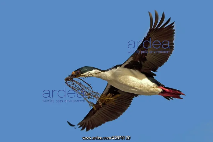 : King Shag / Imperial Shag - in flight with nesting material : King Shag / Imperial Shag - in flight with nesting material