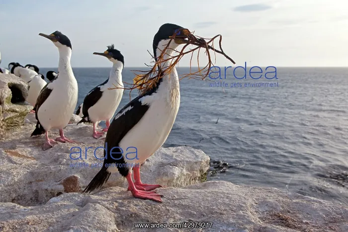 : King Shag / Imperial Shag - with nesting material : King Shag / Imperial Shag - with nesting material