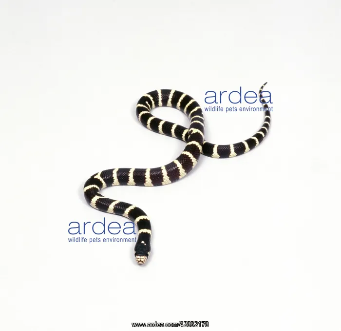 : King Snake : King Snake