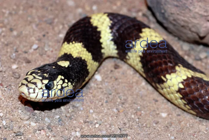 : King Snake : King Snake