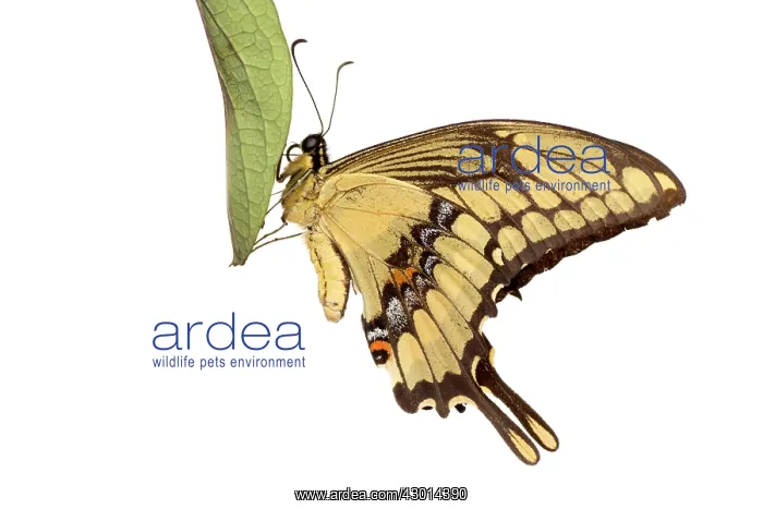 : King Swallowtail (Heraclides thoas) isolated : King Swallowtail (Heraclides thoas) isolated