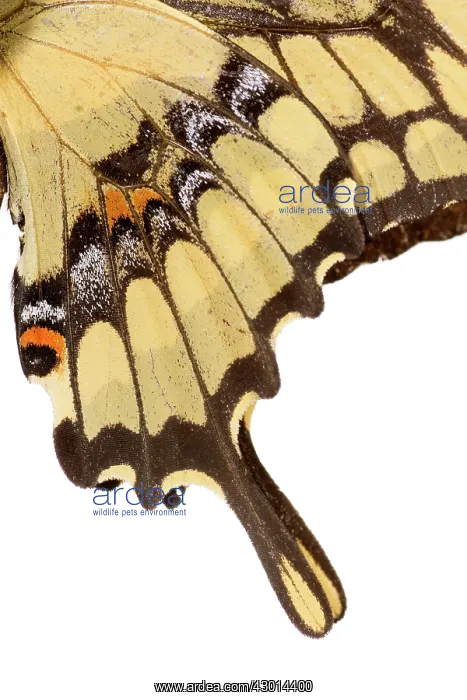 : King Swallowtail (Heraclides thoas) isolated : King Swallowtail (Heraclides thoas) isolated