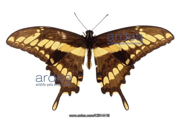 : King Swallowtail (Heraclides thoas) isolated : King Swallowtail (Heraclides thoas) isolated