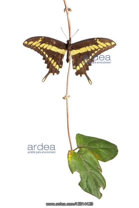 : King Swallowtail (Heraclides thoas) isolated : King Swallowtail (Heraclides thoas) isolated