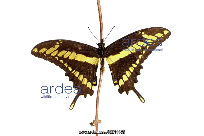 : King Swallowtail (Heraclides thoas) isolated : King Swallowtail (Heraclides thoas) isolated