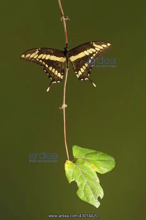 : King Swallowtail (Heraclides thoas) resting on a branch : King Swallowtail (Heraclides thoas) resting on a branch