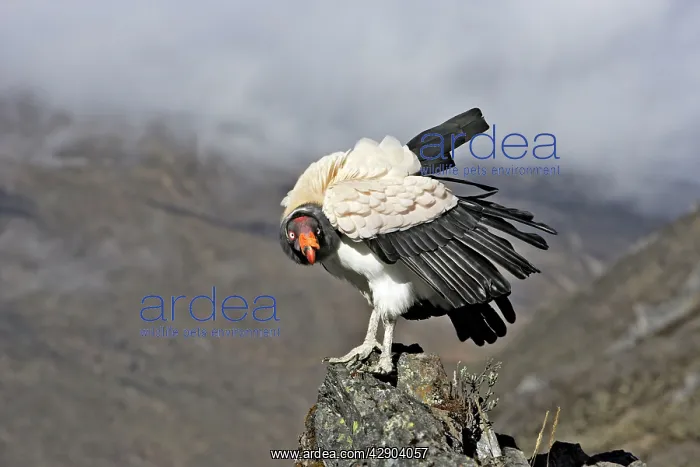 : King Vulture : King Vulture