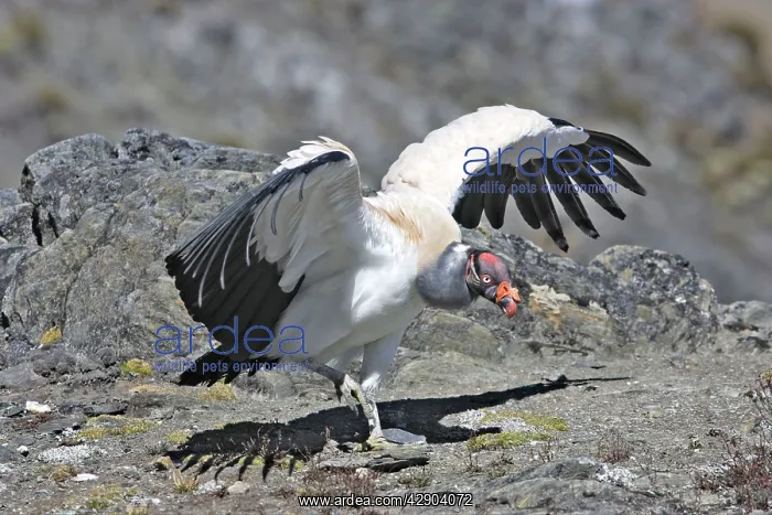: King Vulture : King Vulture