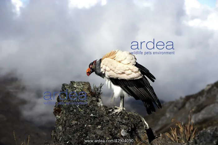 : King Vulture : King Vulture