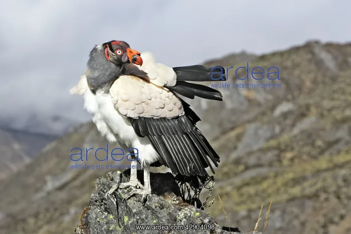 : King Vulture : King Vulture