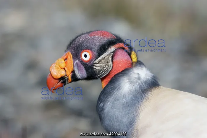 : King Vulture : King Vulture