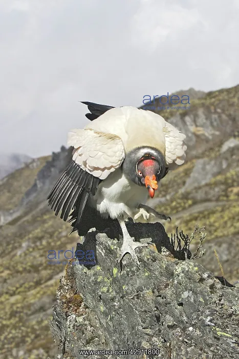 : King Vulture : King Vulture