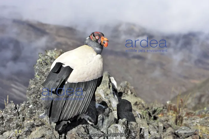 : King Vulture : King Vulture