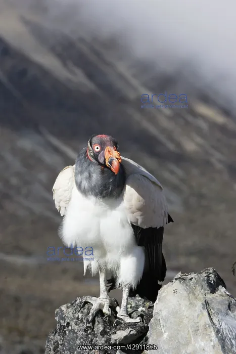 : King Vulture : King Vulture