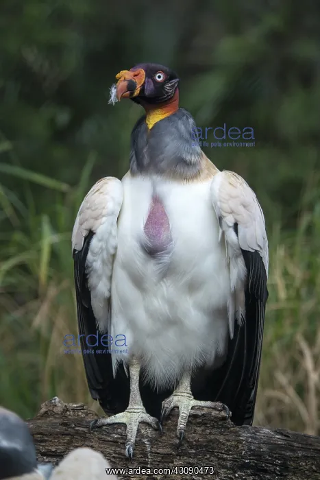 : King Vulture : King Vulture