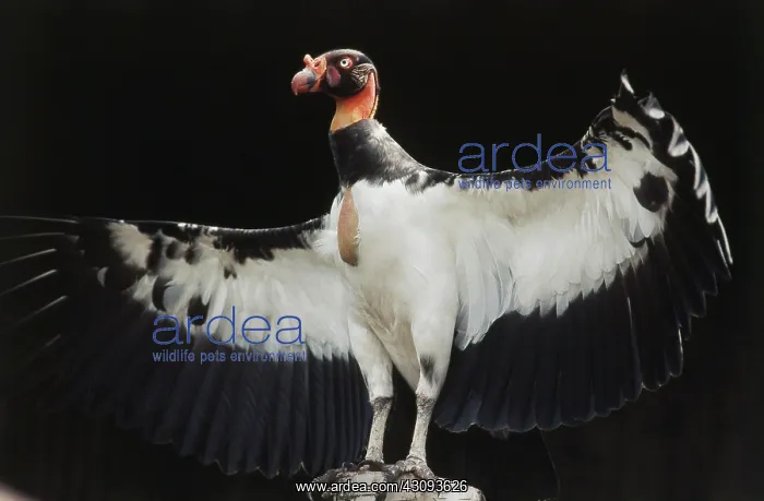 : King Vulture : King Vulture