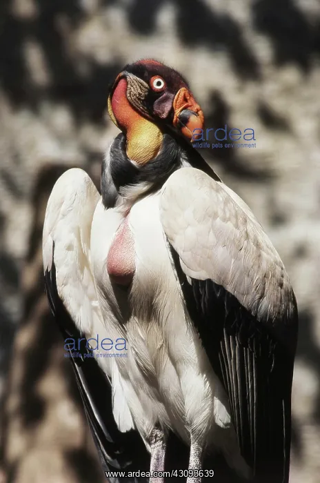 : King Vulture : King Vulture