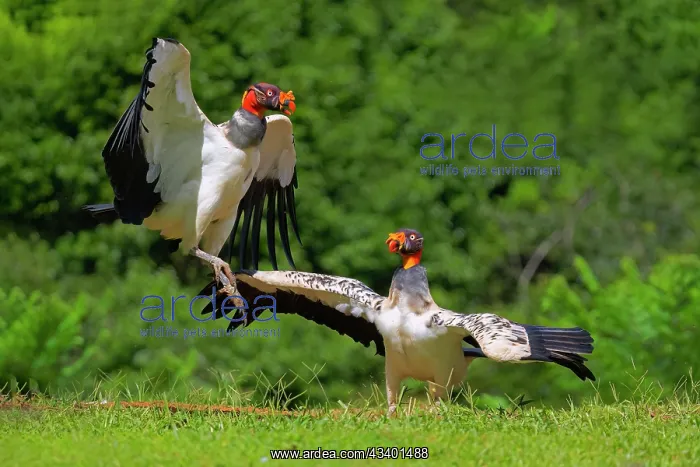 : King Vulture : King Vulture