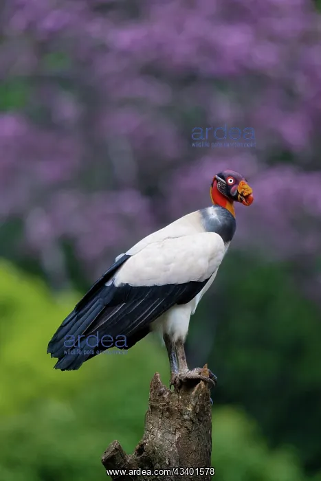 : King Vulture : King Vulture