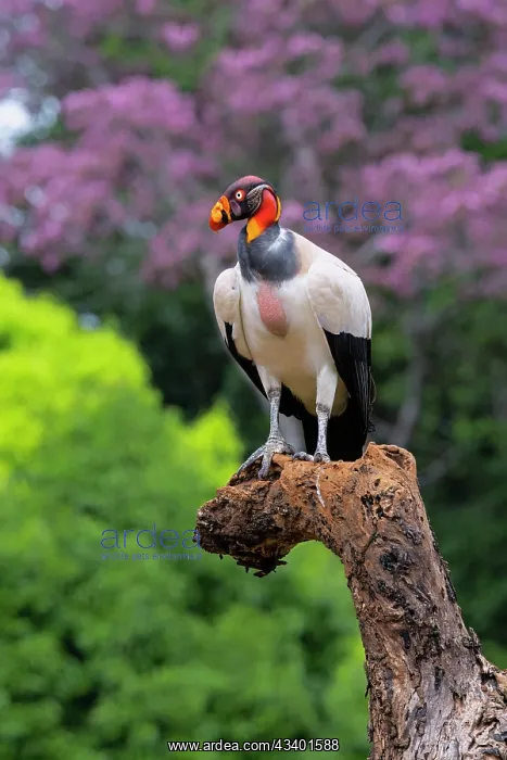 : King Vulture : King Vulture