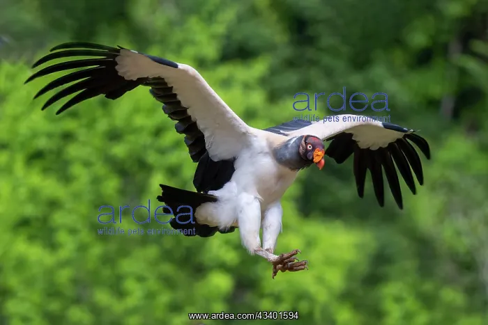 : King Vulture : King Vulture