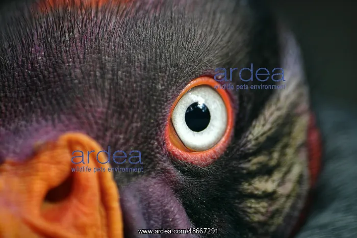 : King Vulture, Close Up of Eye and Head : King Vulture, Close Up of Eye and Head