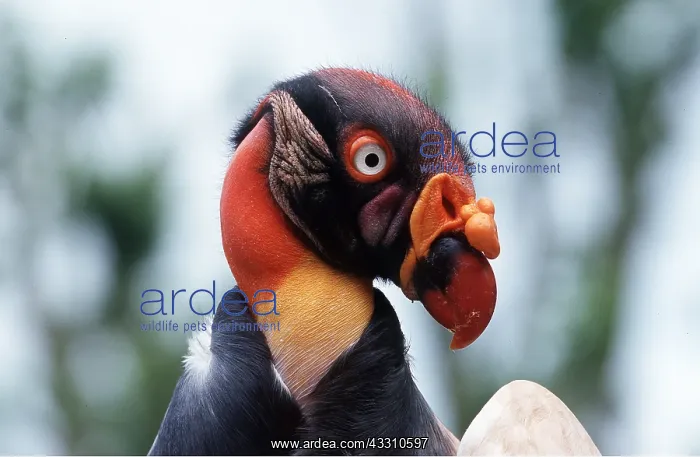 : KING VULTURE - close-up : KING VULTURE - close-up