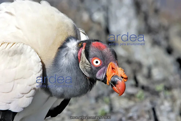 : King Vulture - close-up of face : King Vulture - close-up of face