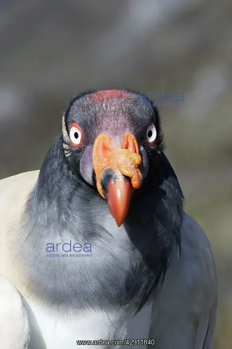 : King Vulture - close-up of face : King Vulture - close-up of face