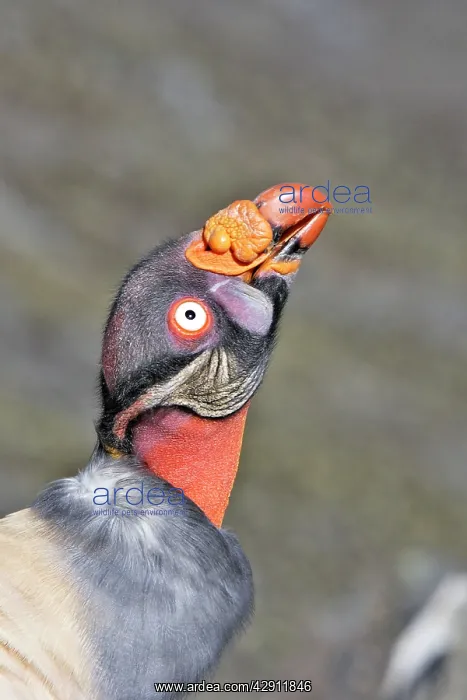 : King Vulture - close-up of face : King Vulture - close-up of face