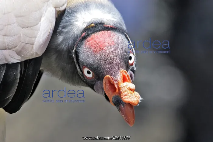 : King Vulture - close-up of face : King Vulture - close-up of face