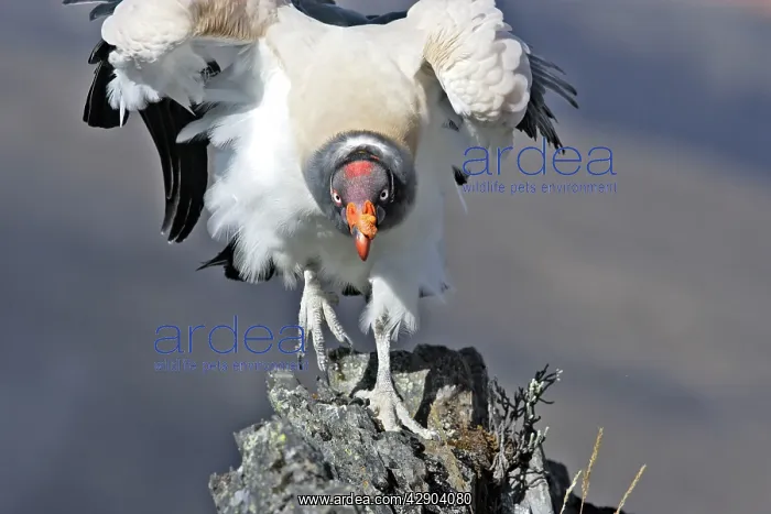 : King Vulture - facing : King Vulture - facing