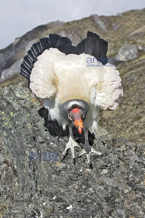 : King Vulture - facing camera : King Vulture - facing camera