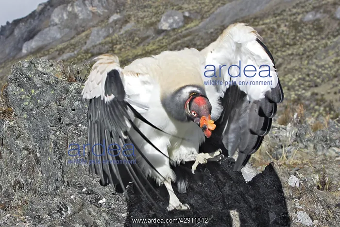 : King Vulture - facing camera : King Vulture - facing camera