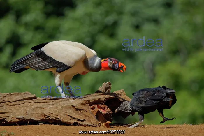 : King Vulture - feeding Sarcoramphus papa Boco Tapada, Costa : King Vulture - feeding Sarcoramphus papa Boco Tapada, Costa
