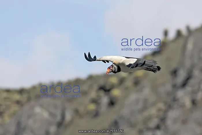 : King Vulture - in flight : King Vulture - in flight