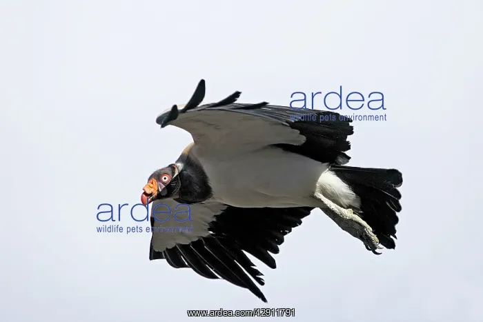 : King Vulture - in flight : King Vulture - in flight