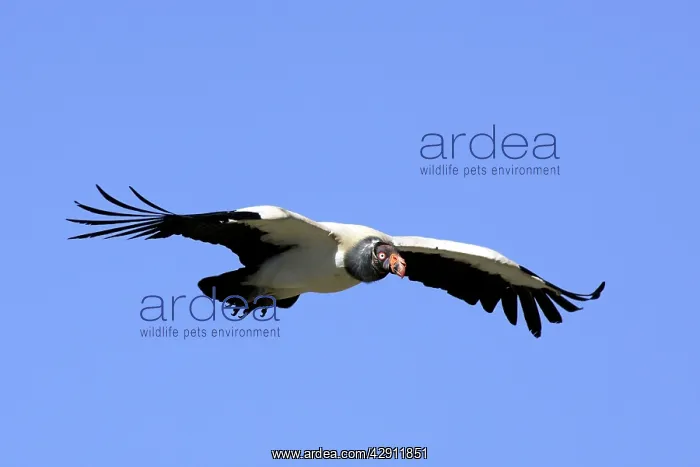 : King Vulture - in flight : King Vulture - in flight