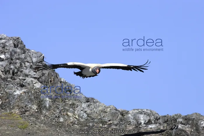 : King Vulture - in flight : King Vulture - in flight