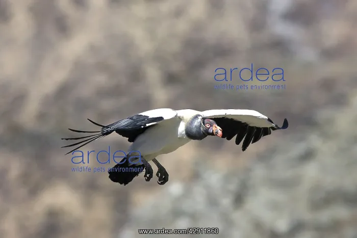 : King Vulture - in flight : King Vulture - in flight
