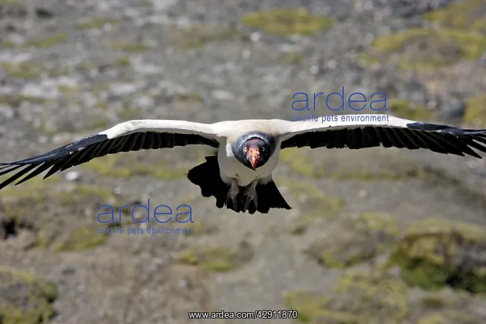 : King Vulture - in flight : King Vulture - in flight